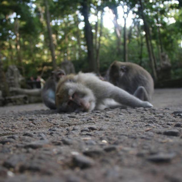 Vinaya Homestay ウブド エクステリア 写真